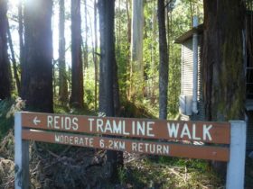 Reids Tramline Trail, Powelltown, visityarravalley.com.au