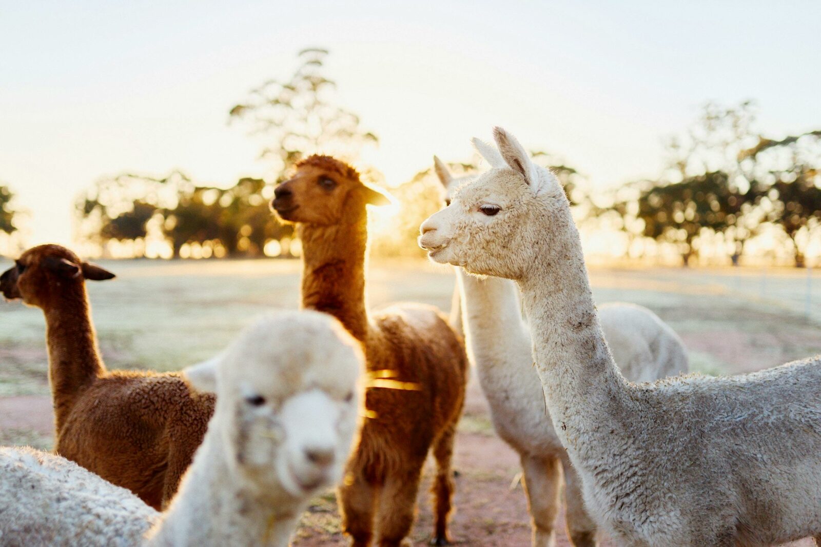 A group of alpacas standing around in the sunrise. The scenery is peaceful and picturesque