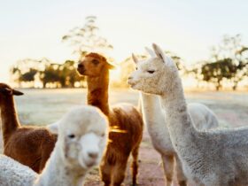 A group of alpacas standing around in the sunrise. The scenery is peaceful and picturesque