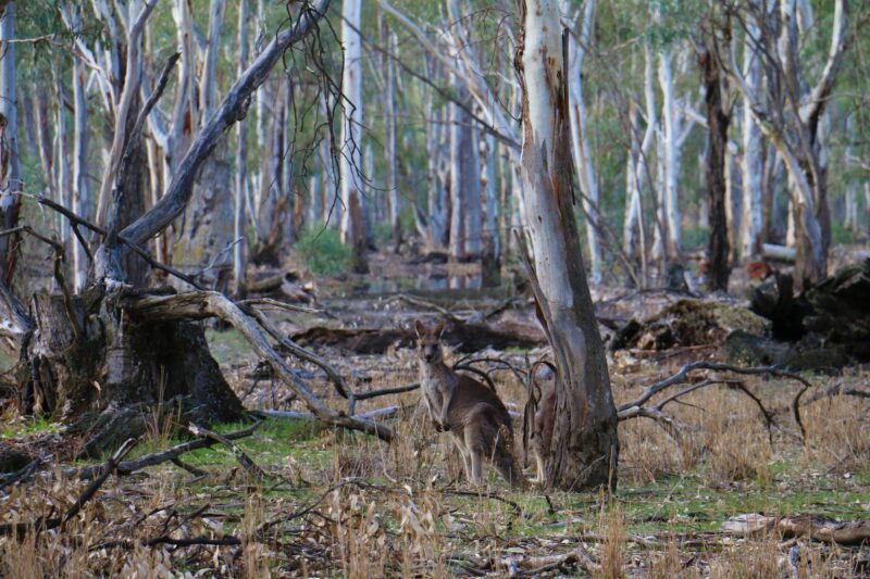 Kangaroos sitting amongst the towering river redgums