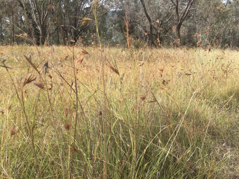 A sea of Kangaroo grass at Stringybark Reserve