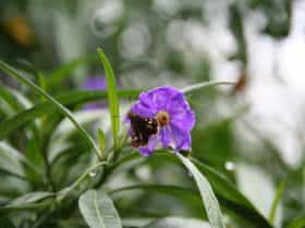 Solanum Flower with grass skipper