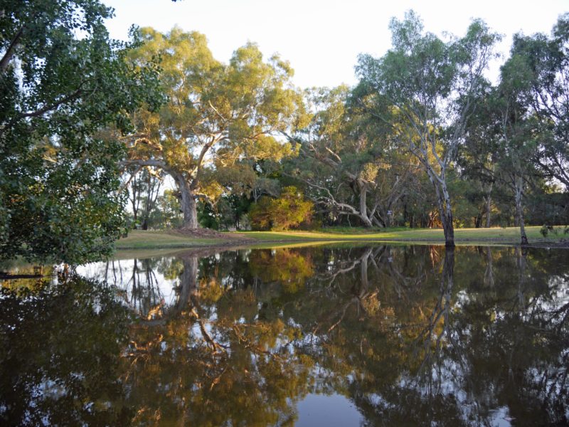 View of Trees over water