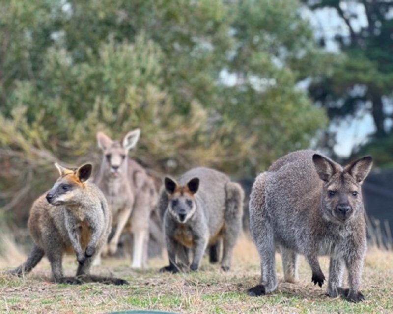 Kangaroos at The Funky Farm