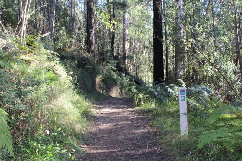 Tree Fern Gully Trail
