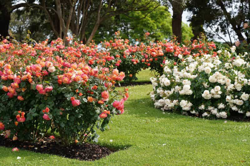 Treloar Roses Display Garden