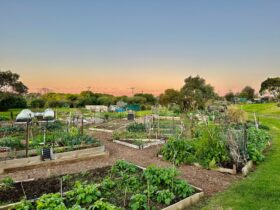 Garden plots with wooden borders spread across, it's sunset with light at the horizon