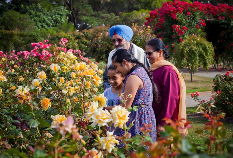 An Indian family are in a rose garden and looking at yellow roses