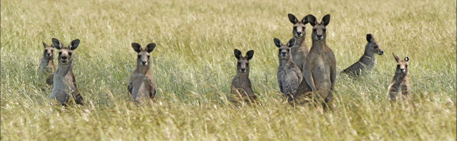 Woodlands Historic Park- Kangaroos