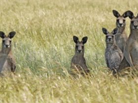 Woodlands Historic Park- Kangaroos