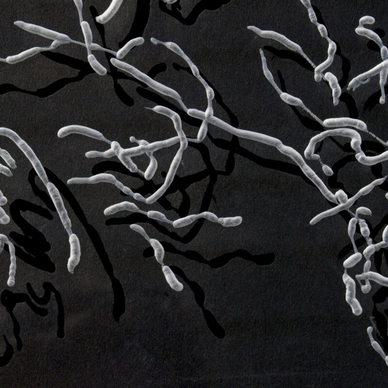 etched acrylic, dark colours in squiggly forms