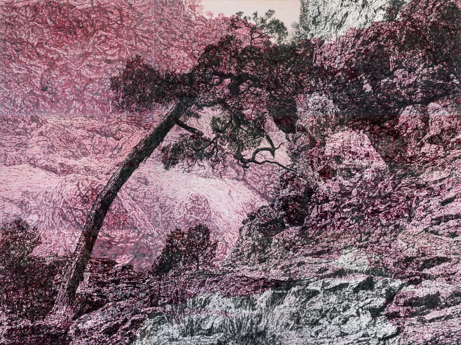 Annika Romeyn, Black Cypress_(Old Mutawintji Gorge) 2023, pencil and watercolour monotype on paper