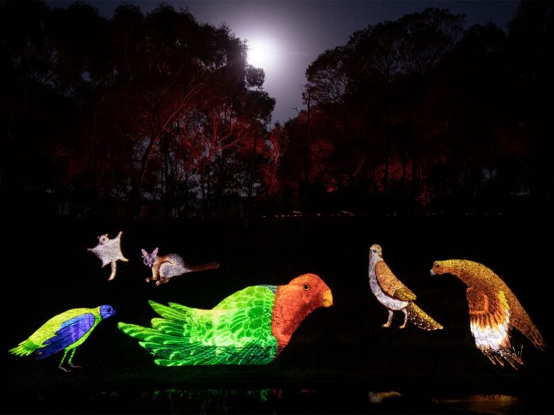 Projections of birds in AURA sound and light show