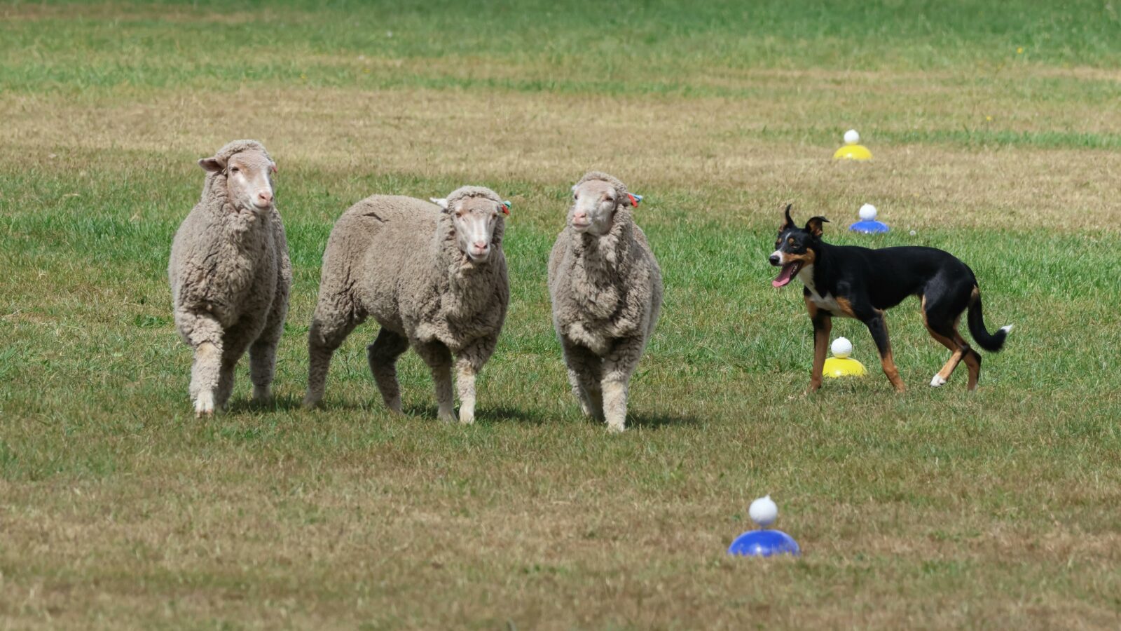 Working Sheep