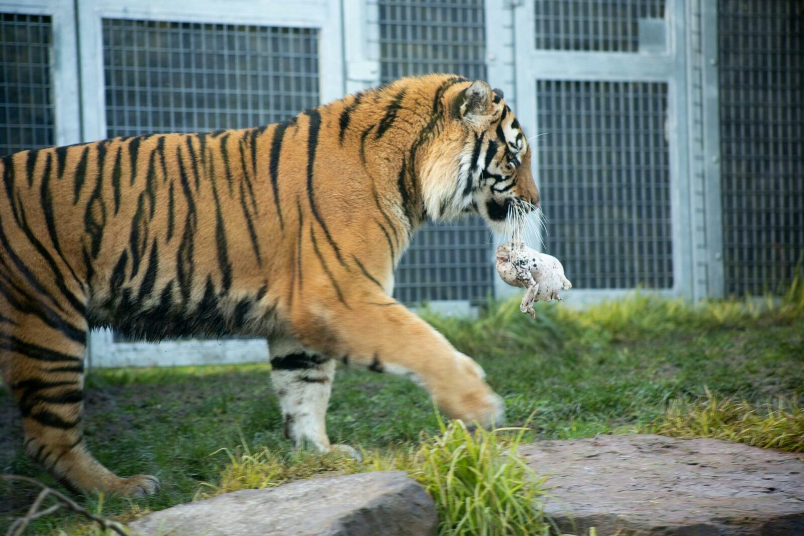 Tiger carrying food