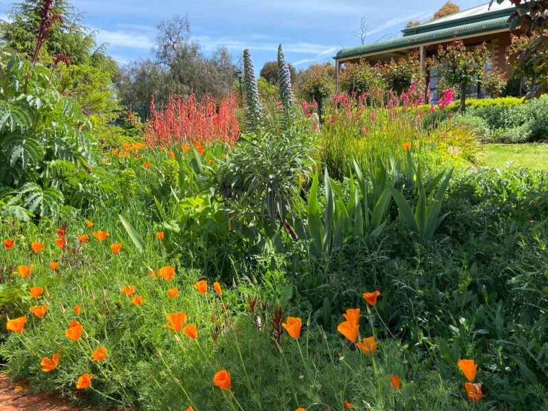 Expansive cottage garden with many brightly coloured flowers and house in the background.