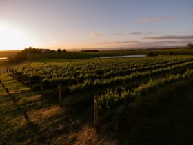 sunet over yarra valley tokar estate vineyard