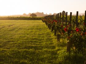 vast lawn, grape vines, red roses, outdoor cinema location, family owned, wine, vineyard