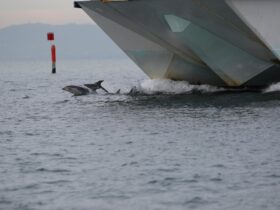 Dolphin Ferry