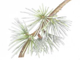 Pine Needles- Botanical Art