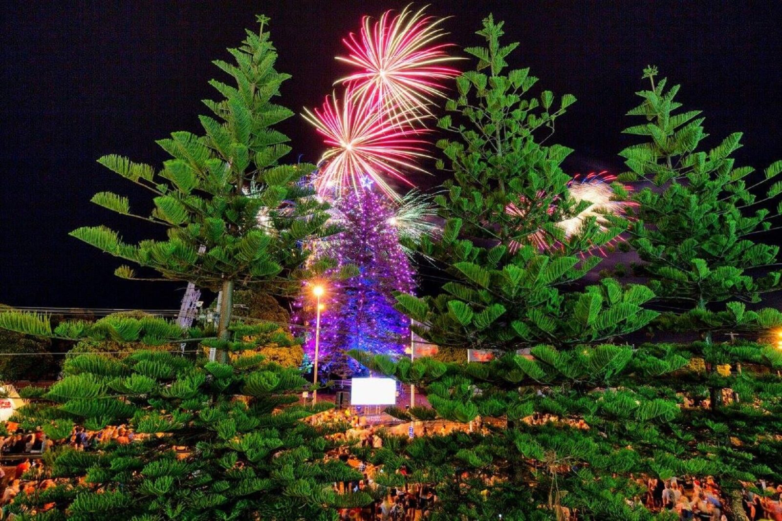 A 30m high norfolk pine is lit up with Christmas lights with fireworks in the background