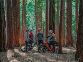 eBike Tour group enjoying the Redwood Forest