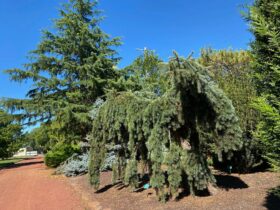 Pine Trees in the Ballarat Gardens