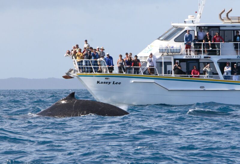 Wildlife Coast Cruises Winter Whale Cruise