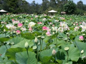Thousands of Lotus Flowers