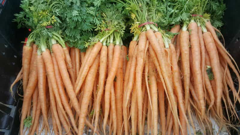 Delicious carrots at the Mansfield Farmers Market