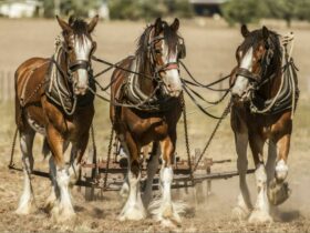 Team of three draught horses. Moora Reserve 2016