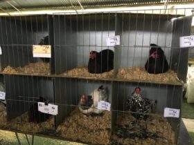 Nathalia Lions Club Poultry Auction