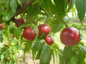 Nectarines in the orchard