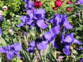 Rotary Club of Yea Open Garden Weekend - Irises