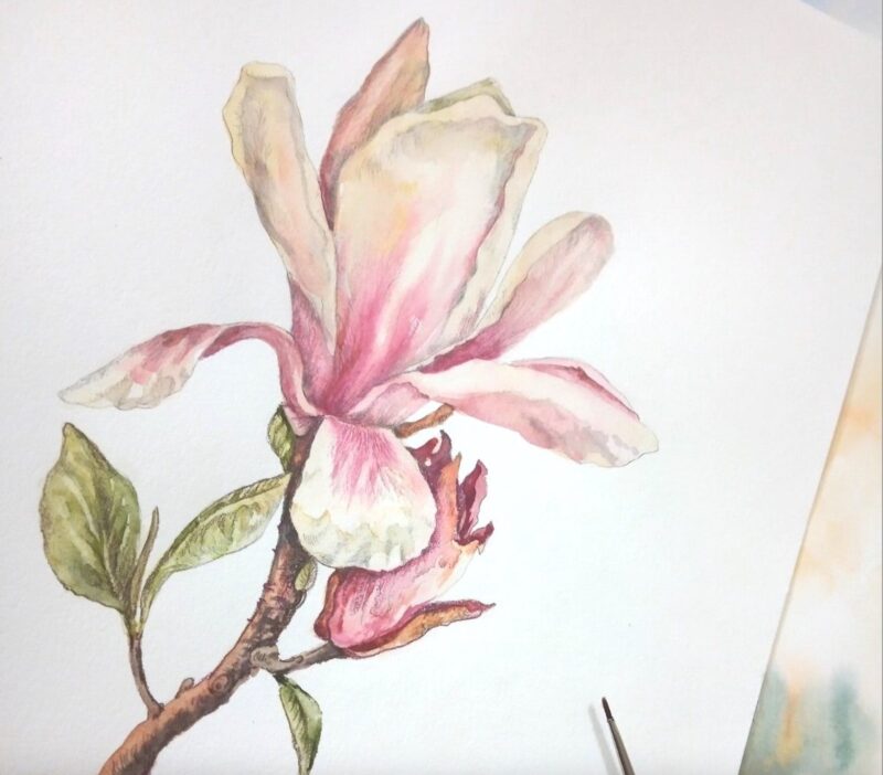 Magnolia water colour painting by Mara Jordan