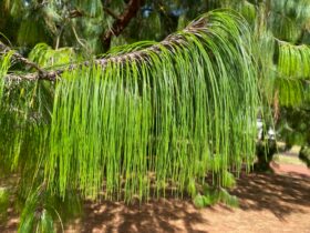 Pine Needles Ballarat Botanical Gardens
