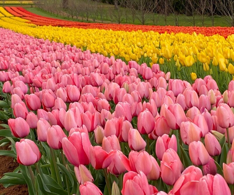 Acres of beautiful tulips.