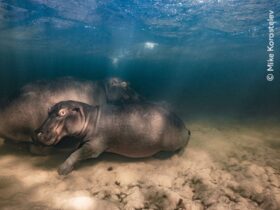 Underwater photo of three Hippos.