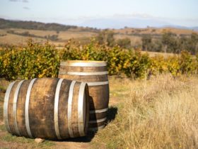 Wine Barrels at Savaterre Vineyard