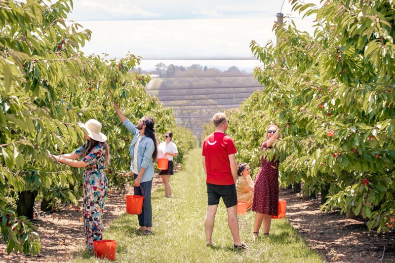 Group of friends picking cherries
