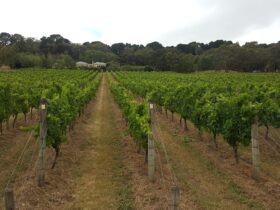 Fenian Wines - A stunning vineyard growing Chardonnay, Pinot Gris and Pinot Noir
