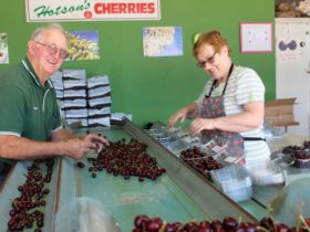 Bill & Lois Hotson sorting cherries into plastic punnets on grading belt in packing shed