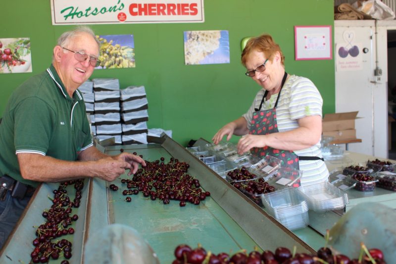Bill & Lois Hotson sorting cherries into plastic punnets on grading belt in packing shed
