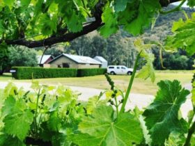 View from the vines to the Cellar Door