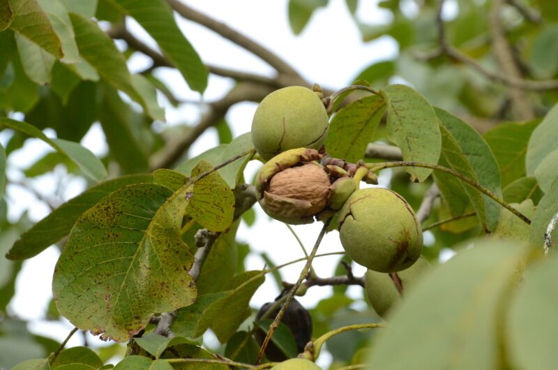 King Valley Walnuts growing on trees