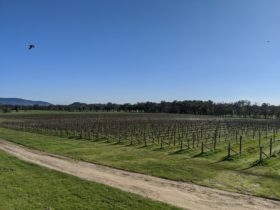Lovely single vineyard in the winter sun