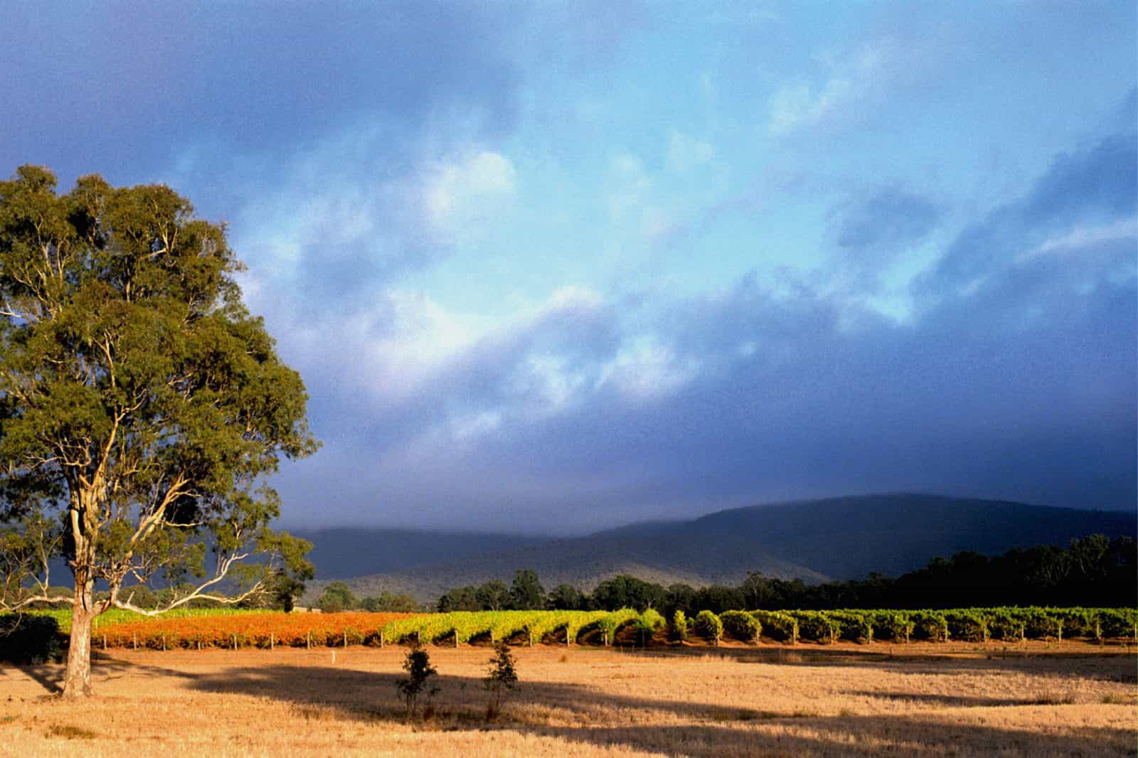 Mount Avoca Vineyard after vintage