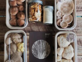 Mushrooms in cartons