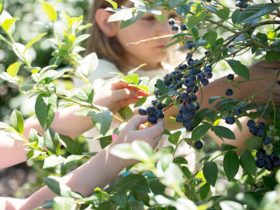 Otway Blueberries