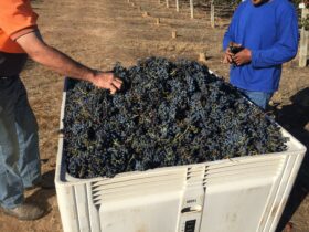 We hand pick all our vines at Peerick